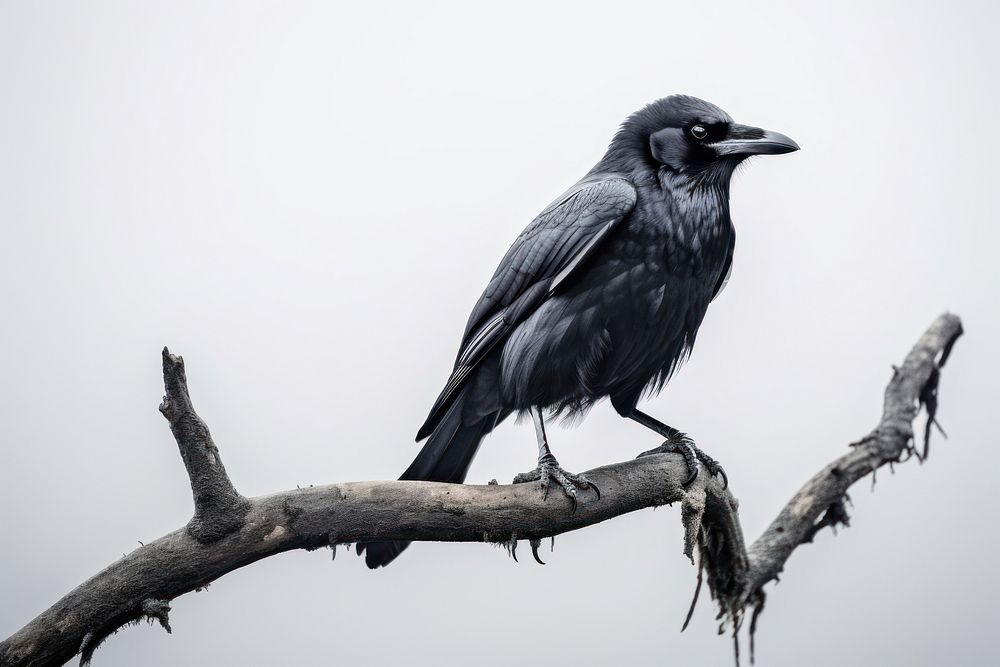 Crow animal branch bird. AI generated Image by rawpixel.
