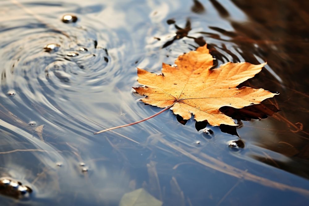 Autumn leaf floating outdoors. 