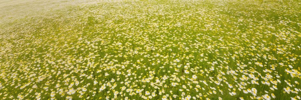 Field grassland outdoors nature. 