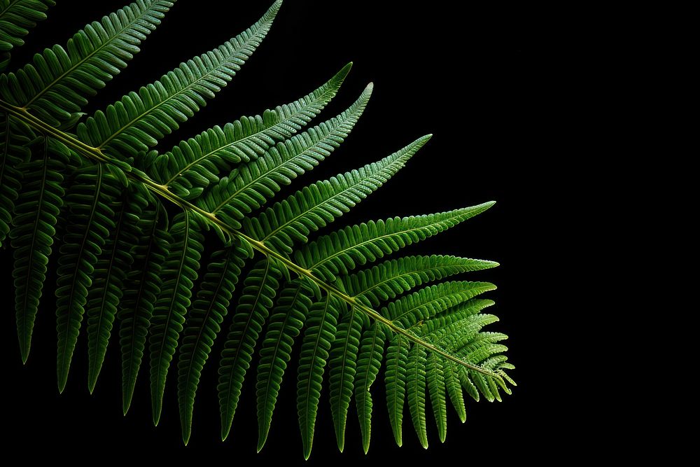 Ferns leaf freshness plant. AI generated Image by rawpixel.