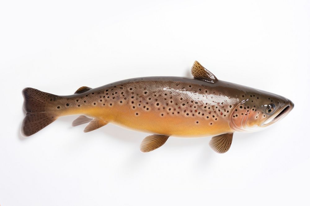 Trout animal fish white background. AI generated Image by rawpixel.