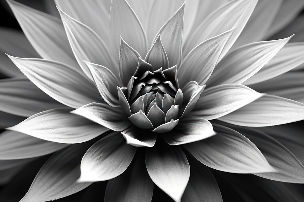 Botanica backgrounds flower dahlia. AI generated Image by rawpixel.
