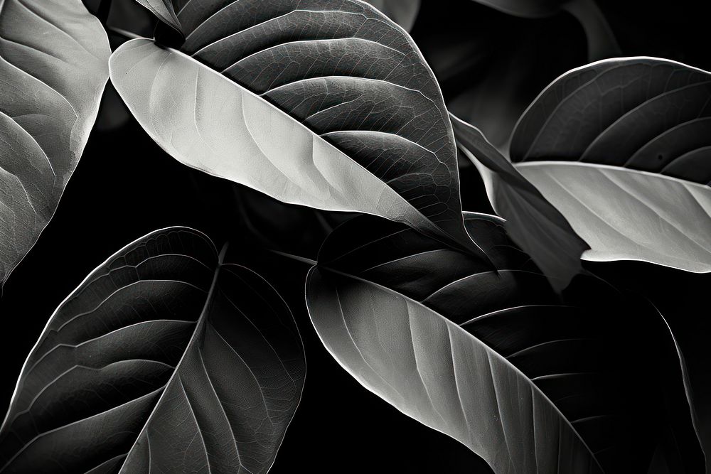 Leaves black backgrounds plant. AI generated Image by rawpixel.