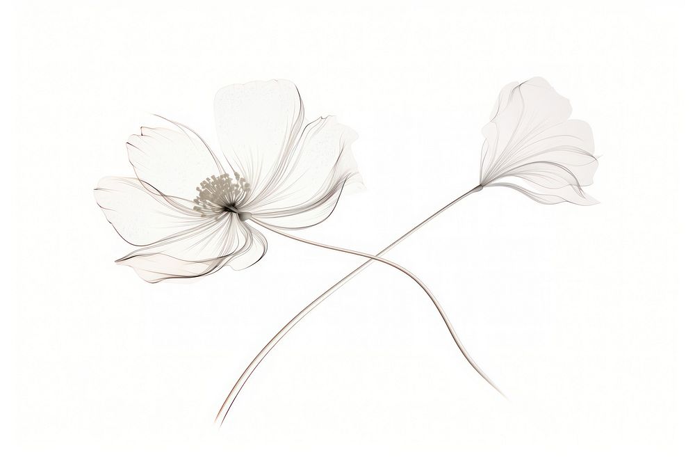 Png element flower drawing sketch. AI generated Image by rawpixel.