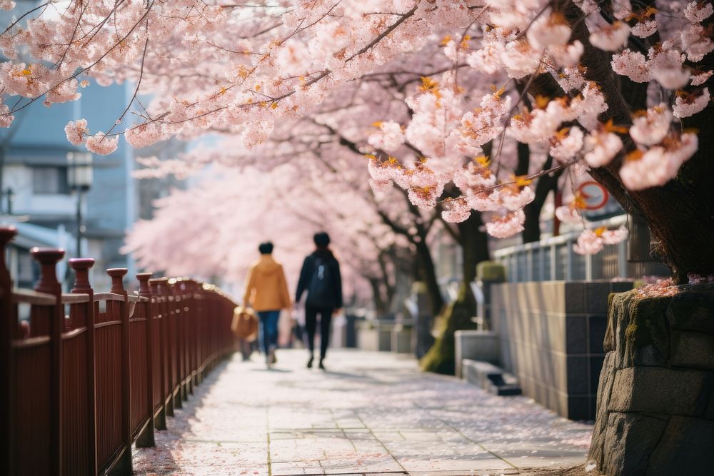 Sakura blossom walking flower nature. 