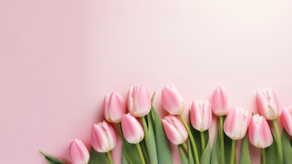 Photo of tulips border on pink background. AI generated Image by rawpixel. 