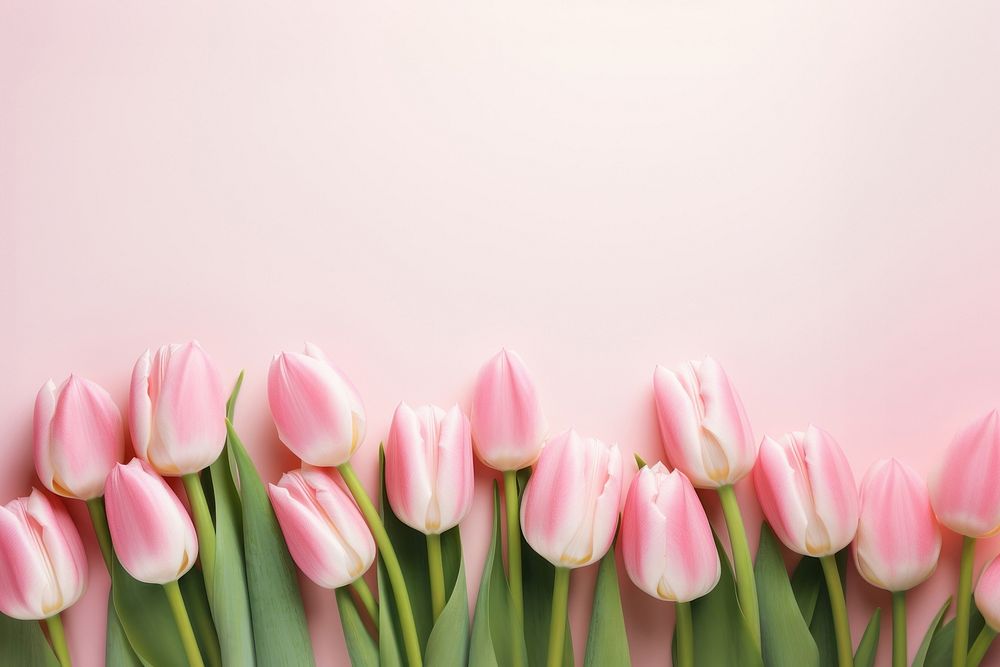 Photo of tulips border on pink background.  