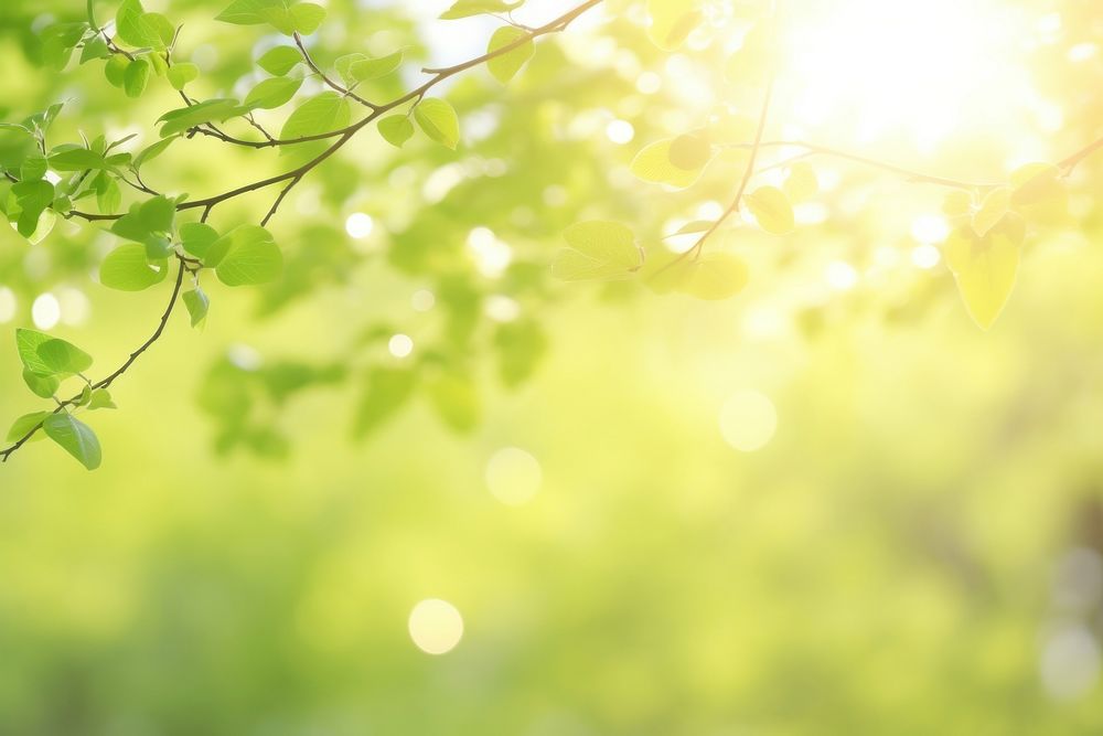 Spring green background sunlight nature . 