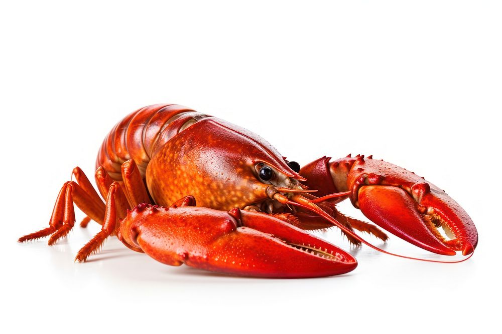 Crawfish lobster seafood animal. AI generated Image by rawpixel.