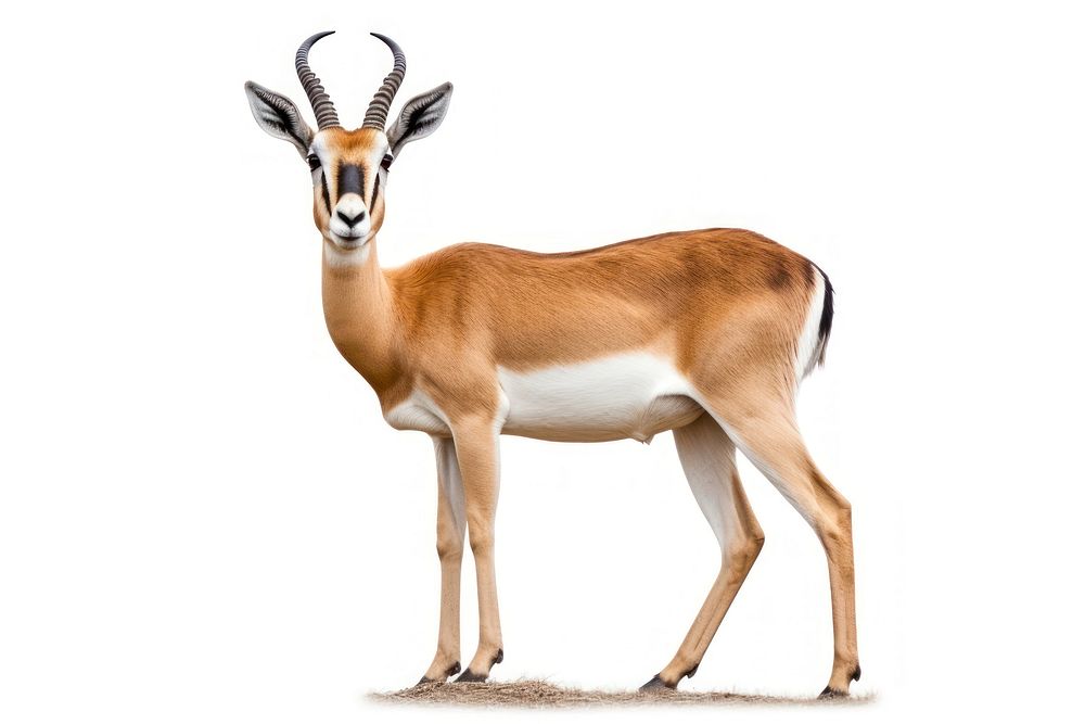 Tibetan Gazelle wildlife gazelle animal. AI generated Image by rawpixel.