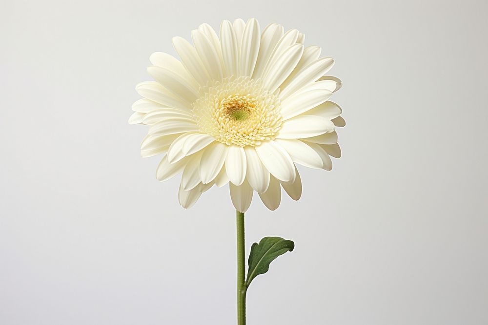 Gerbera flower petal daisy plant. AI generated Image by rawpixel.