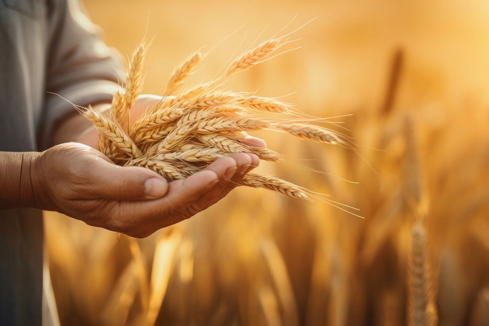 photo of a dusty farmer hand holding rice grain plant, agriculture background, copy space