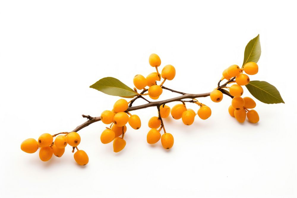 Buckthorn plant fruit leaf. AI generated Image by rawpixel.