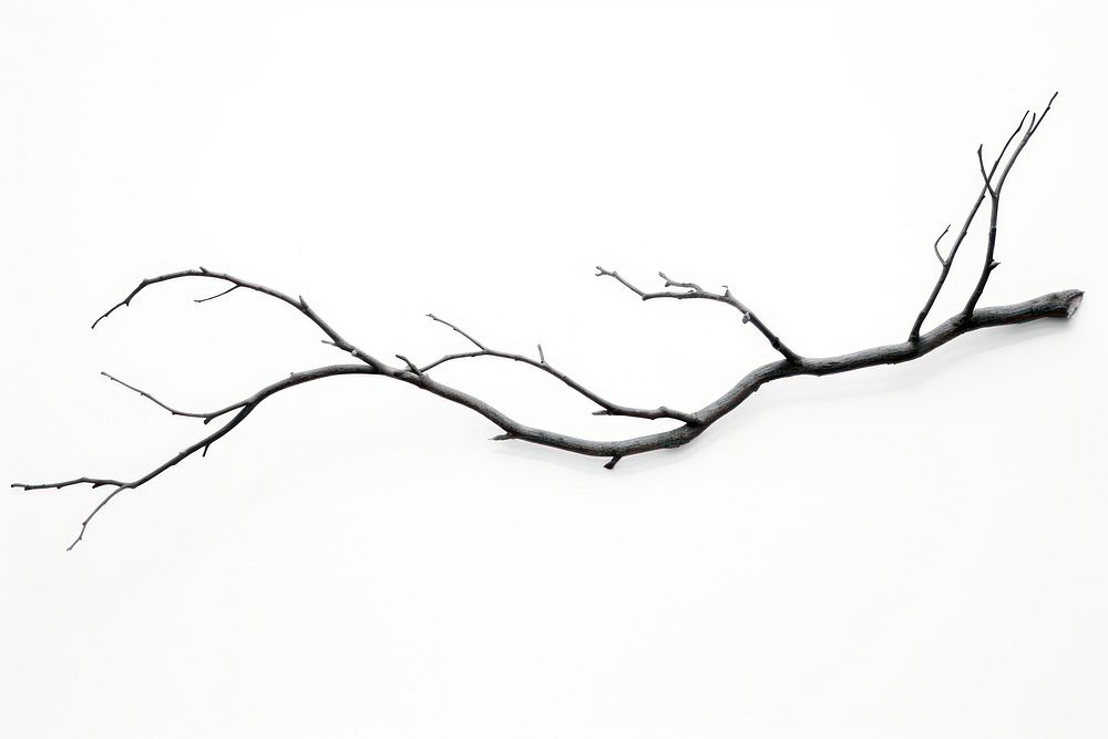 Branch drawing sketch white background. AI generated Image by rawpixel.