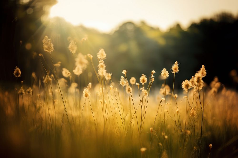 Empty meadow landscape grassland sunlight. AI generated Image by rawpixel.