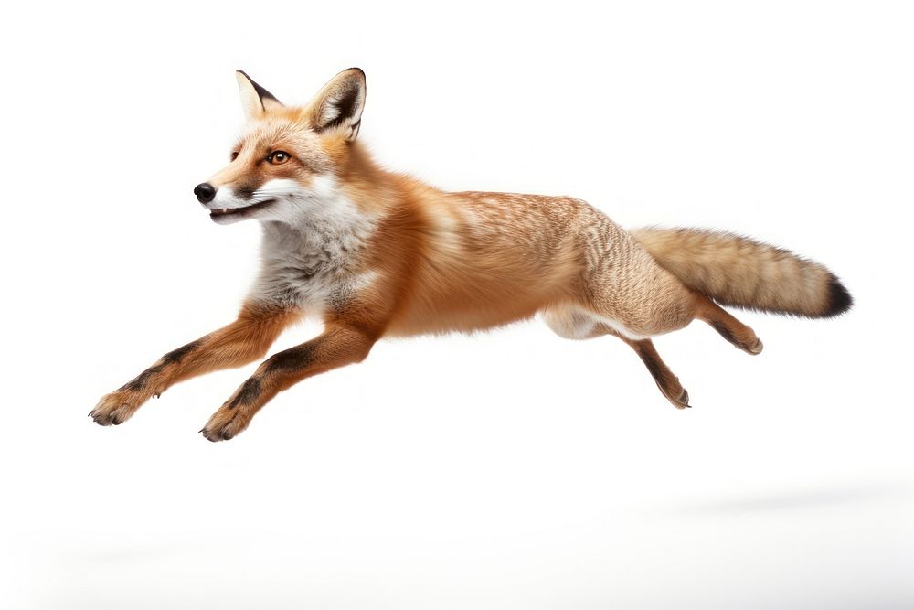 Fox long jump wildlife animal mammal. AI generated Image by rawpixel.