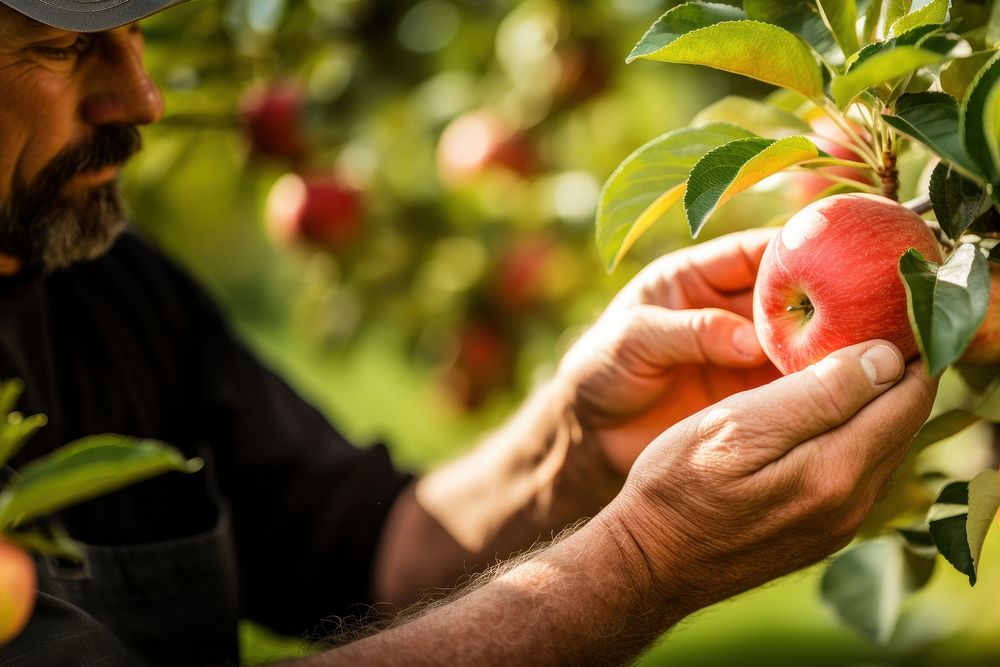 Apple picking farmer plant. AI generated Image by rawpixel.