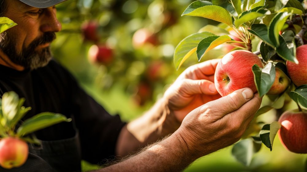 Apple picking farmer plant. AI generated Image by rawpixel.