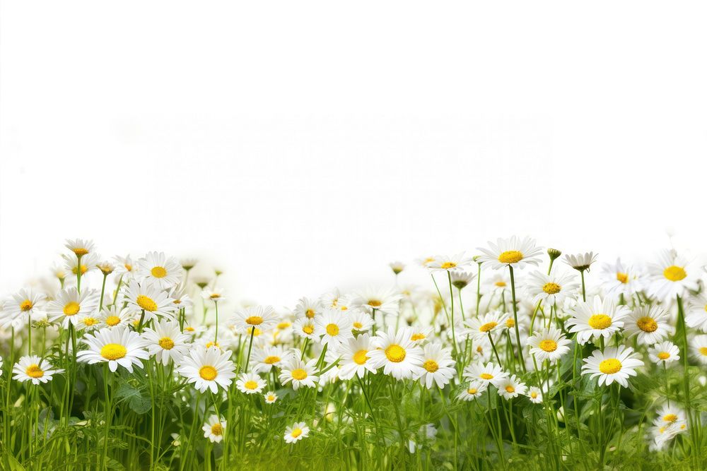 Daisy Meadow backgrounds grassland landscape. AI generated Image by rawpixel.