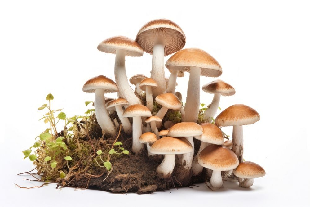 Natural mushroom border fungus plant white background. AI generated Image by rawpixel.