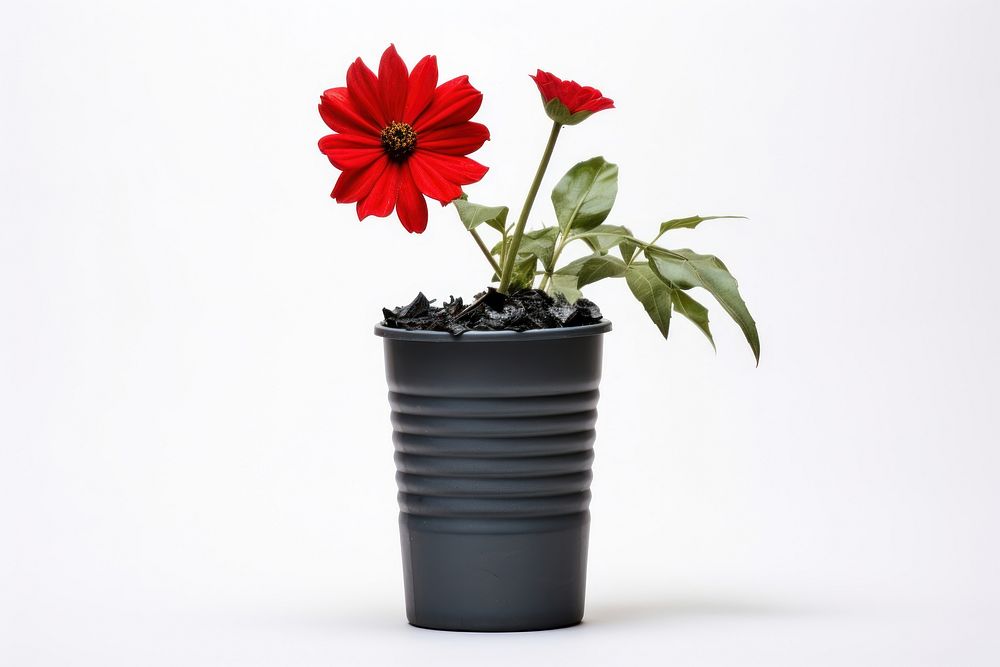Flower plant leaf vase. AI generated Image by rawpixel.