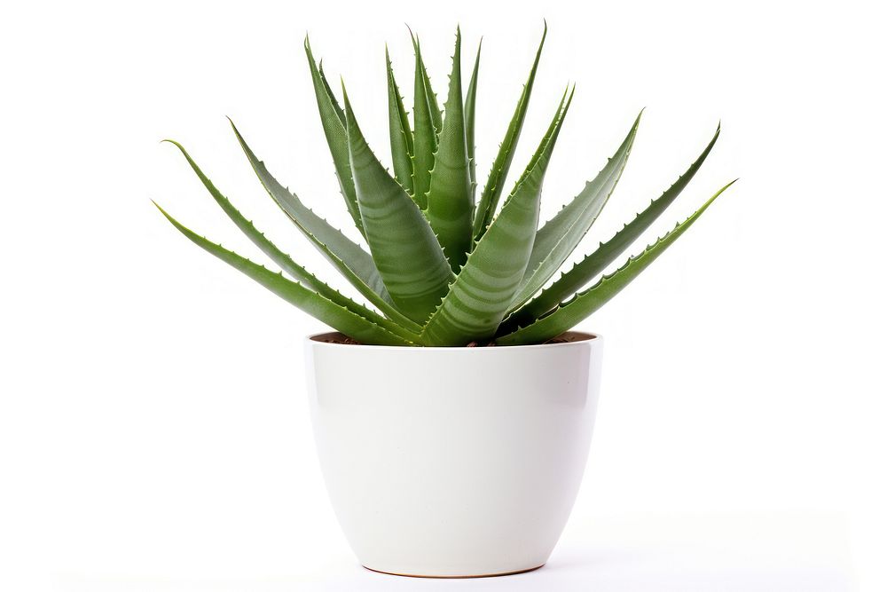 Plant png aloe xanthorrhoeaceae white background. AI generated Image by rawpixel.