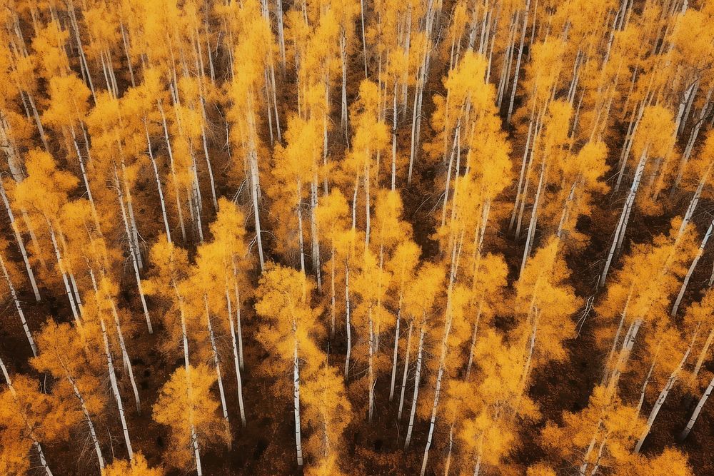 Autumn land landscape outdoors. 