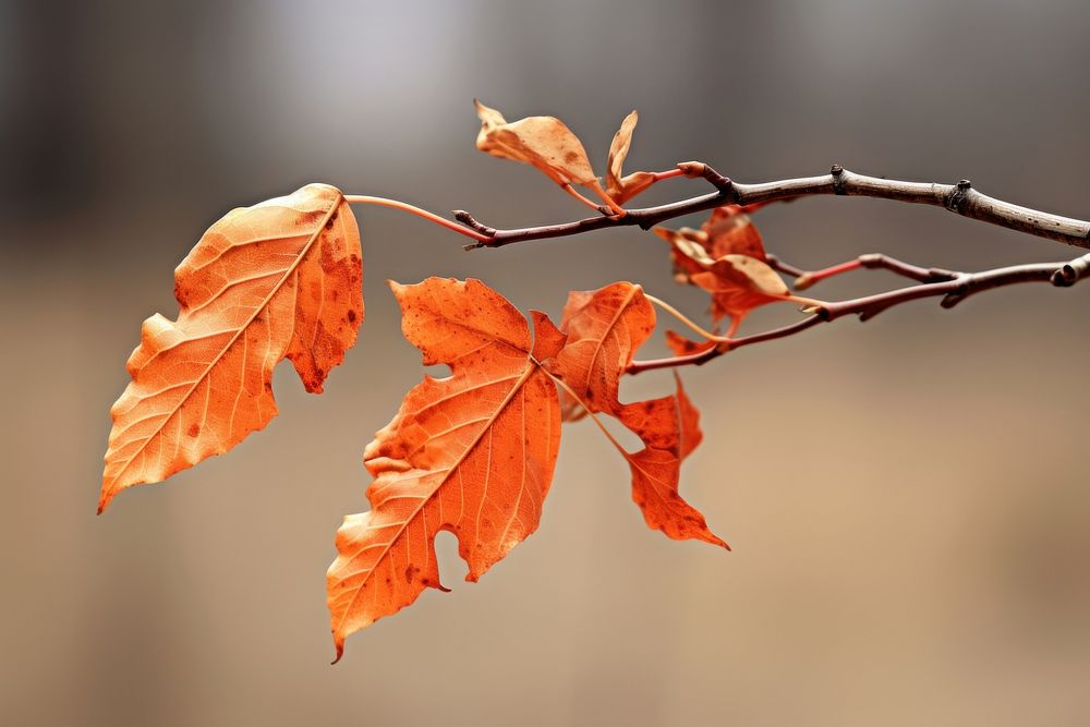 Autumn leaf plant maple. AI generated Image by rawpixel.