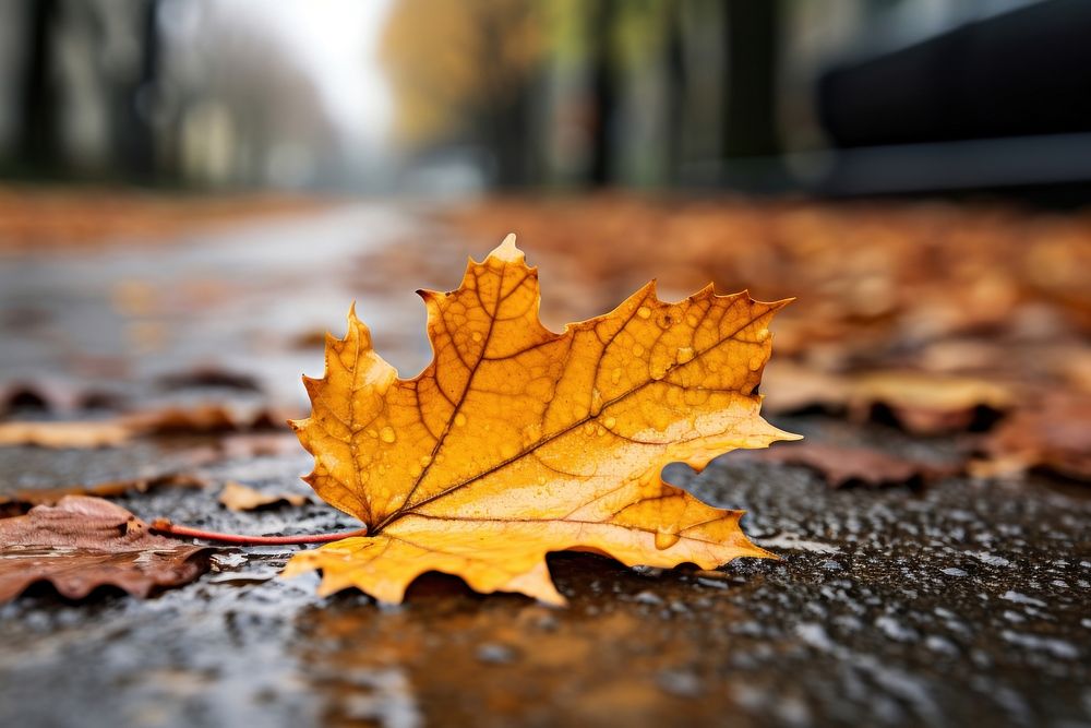 Autumn leaf plant tree. 