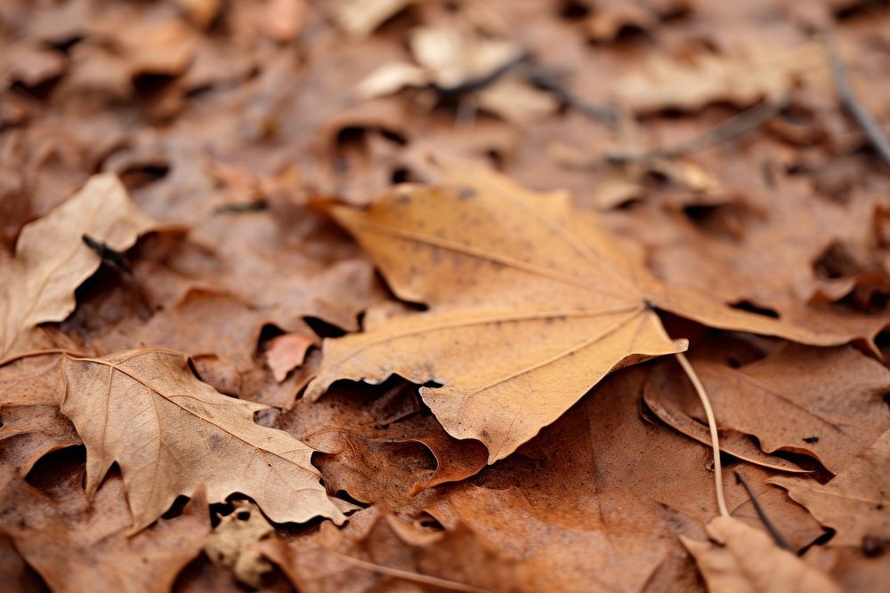 Autumn leaf plant maple. 