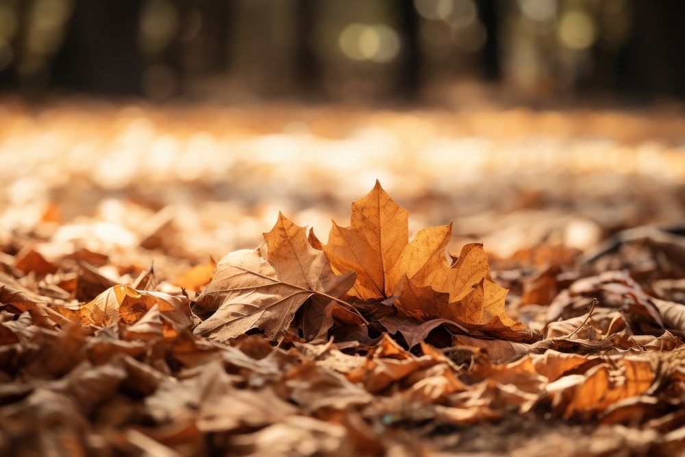 Autumn leaf plant tranquility. AI generated Image by rawpixel.
