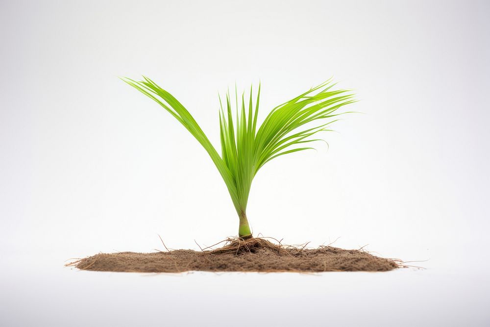 Plant png sprout leaf soil. AI generated Image by rawpixel.