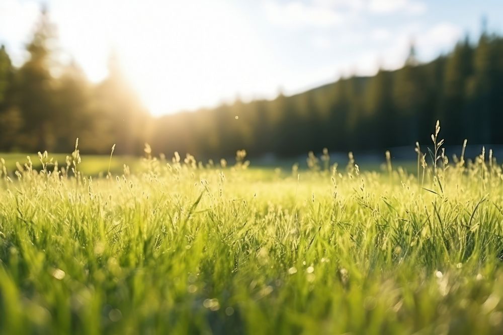Natural empty meadow land sun grassland. AI generated Image by rawpixel.