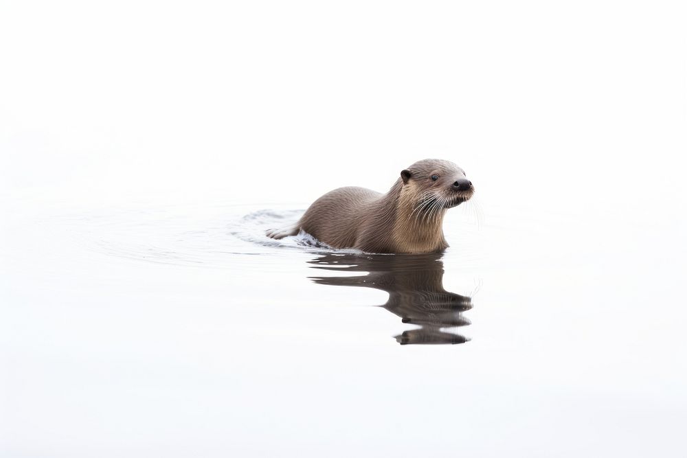 Otter wildlife floating animal. AI generated Image by rawpixel.