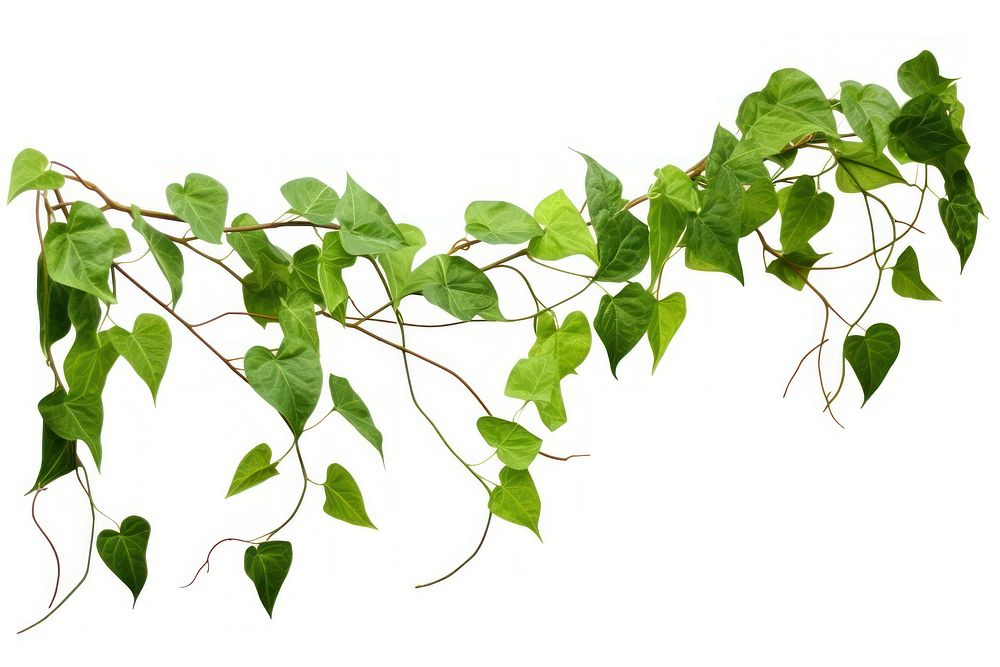 Jungle vines plant leaf ivy. AI generated Image by rawpixel.