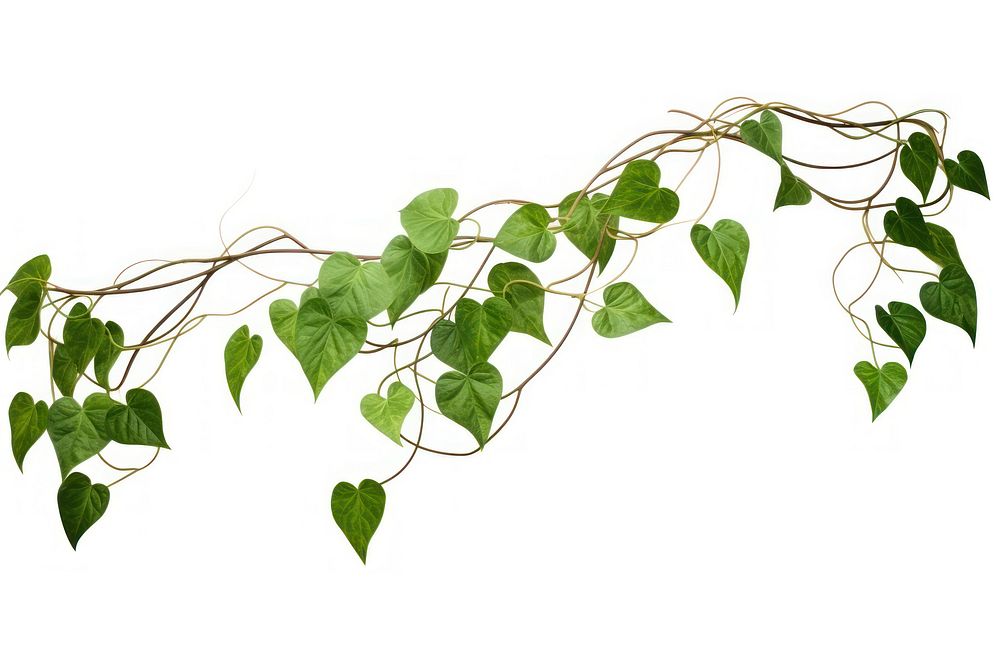 Jungle vines plant leaf white background. AI generated Image by rawpixel.