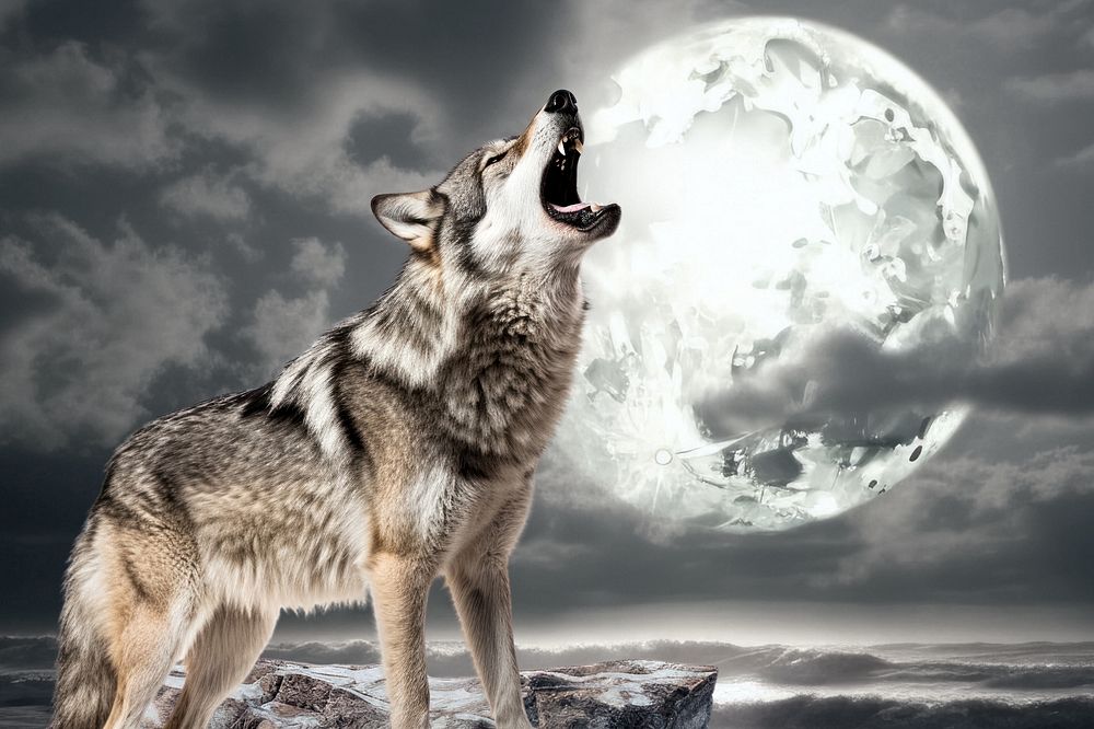 Wolf Howling Images  Free Photos, PNG Stickers, Wallpapers & Backgrounds -  rawpixel