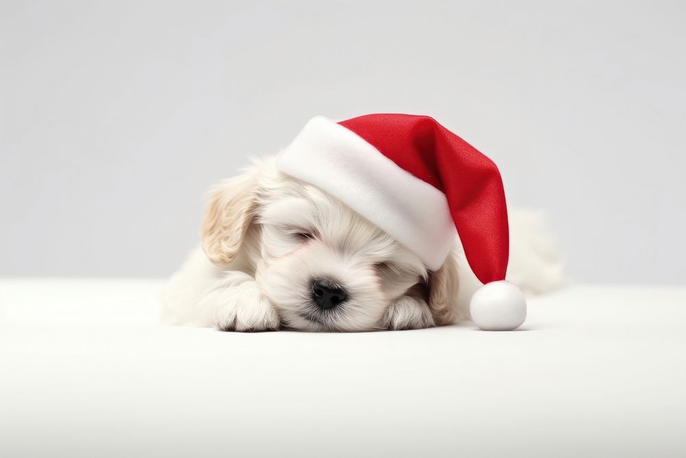 Puppy dog christmas mammal. AI generated Image by rawpixel.