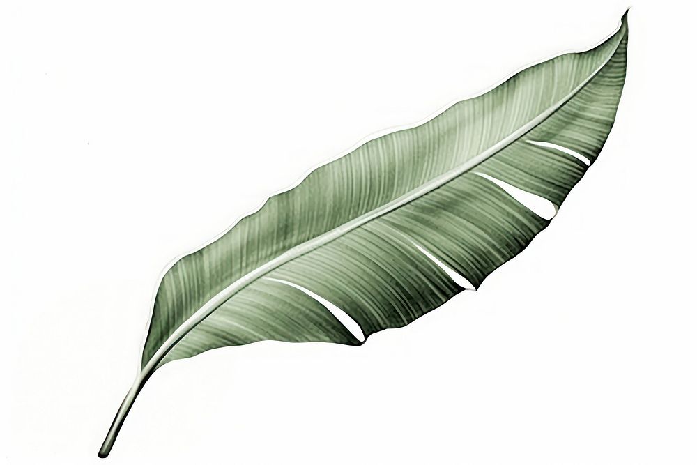 Banana leaf plant wing white background. 