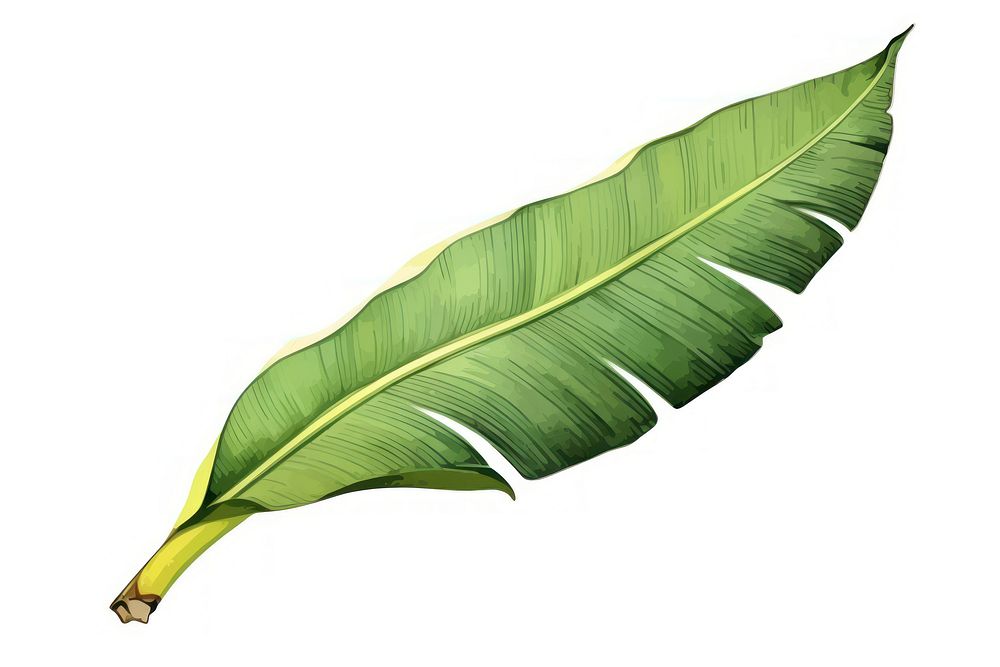 Banana leaf banana plant white background. AI generated Image by rawpixel.