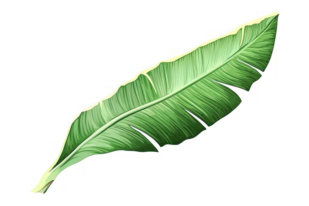 Banana leaf plant wing white background. AI generated Image by rawpixel.