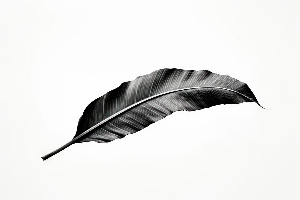 Banana leaf black white background lightweight. AI generated Image by rawpixel.