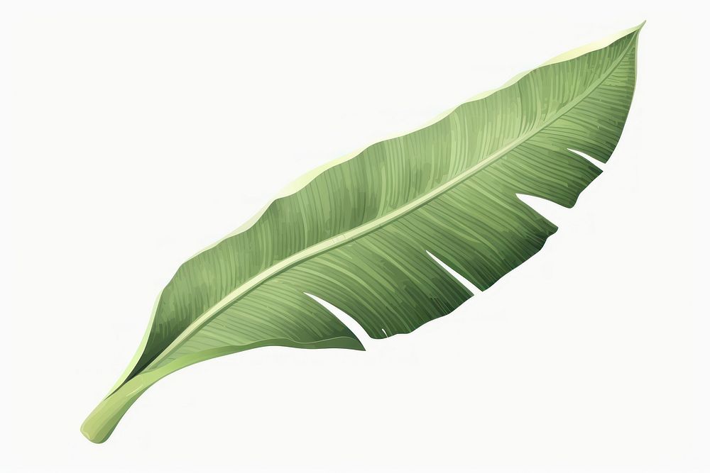 Banana leaf plant white background banana leaf. AI generated Image by rawpixel.