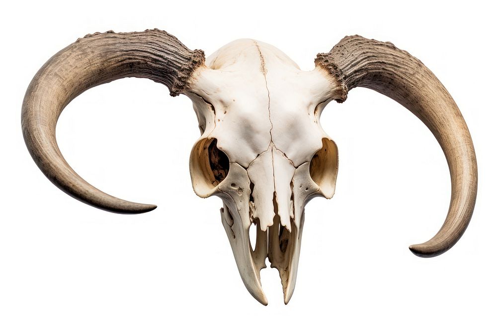 Animal skull white background electronics taxidermy. AI generated Image by rawpixel.
