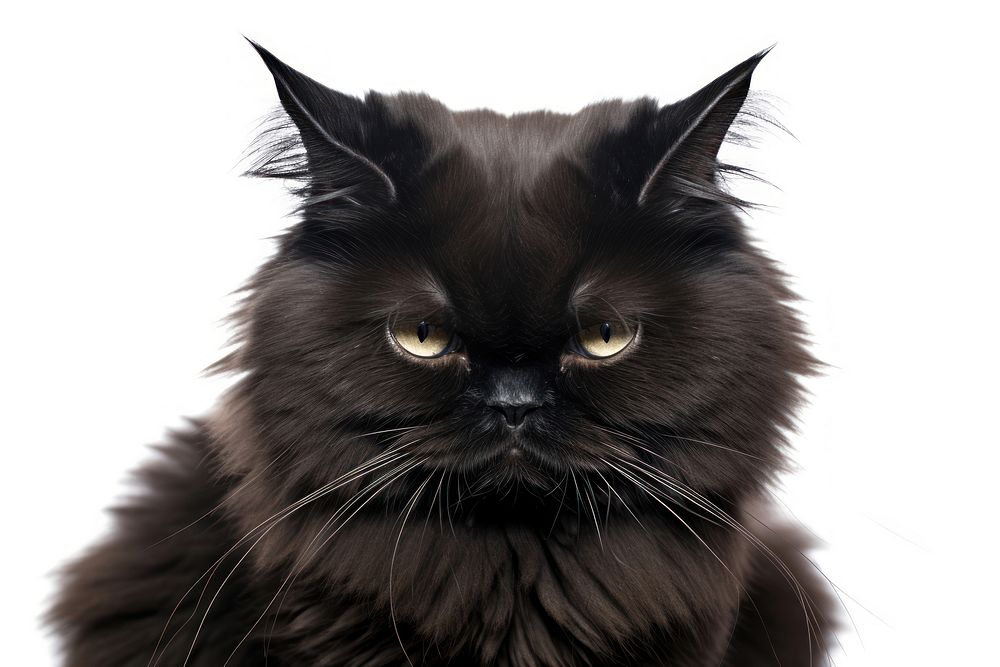 Black grumpy cat mammal animal pet. 