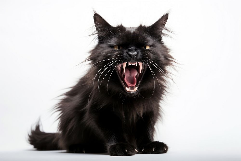 Black grumpy screaming cat mammal animal pet. AI generated Image by rawpixel.