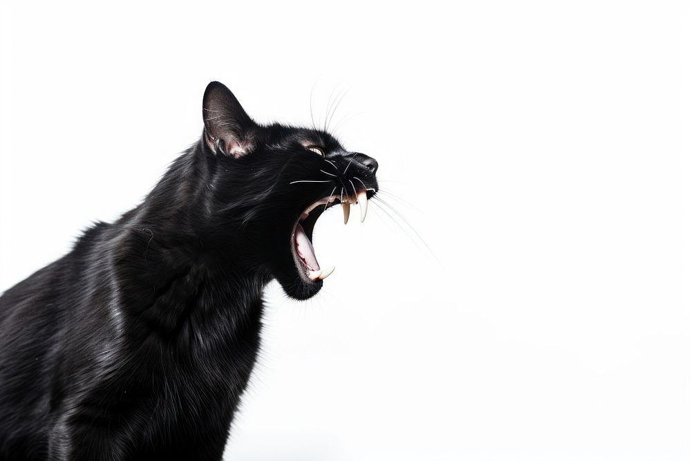 Black screaming cat mammal animal pet. AI generated Image by rawpixel.