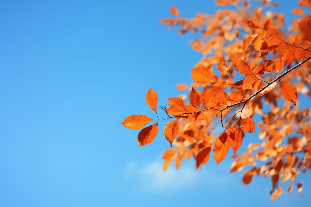 Fall leave autumn sky backgrounds. 