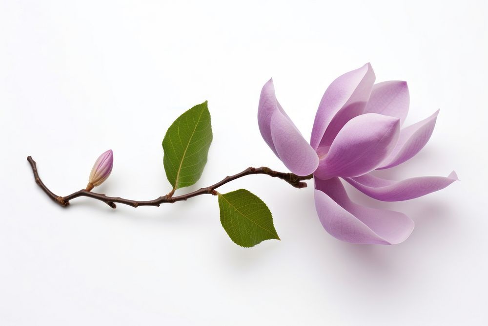 Magnolia flower blossom purple. AI generated Image by rawpixel.