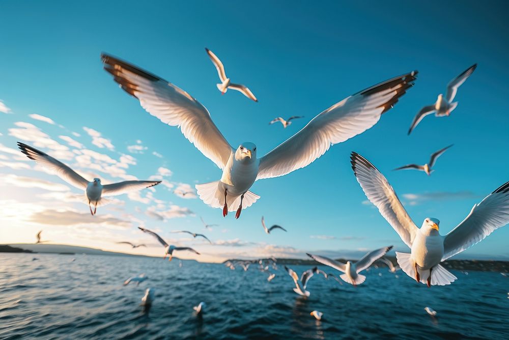 Seagulls flying outdoors animal nature. AI generated Image by rawpixel.